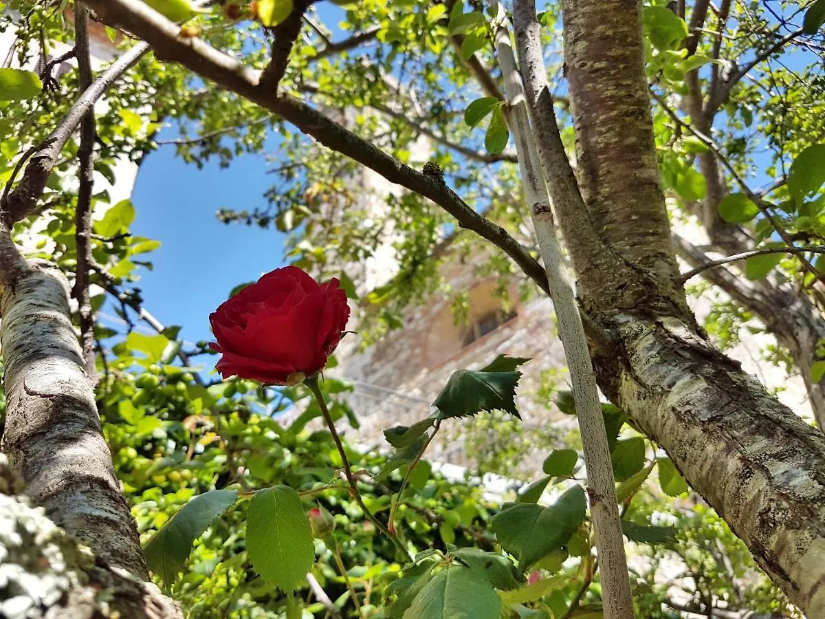 La Rosa Dei Vespucci Historic Apartments Greve in Chianti Italy